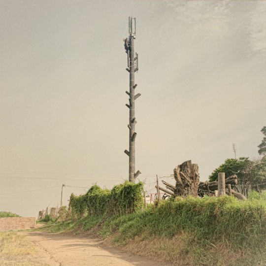 4-Cellphone-Towers-Disguised-as-Trees