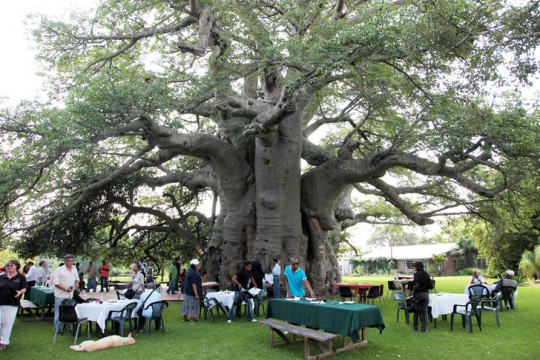 Big-Baobab-bar-South-African-Toursim3