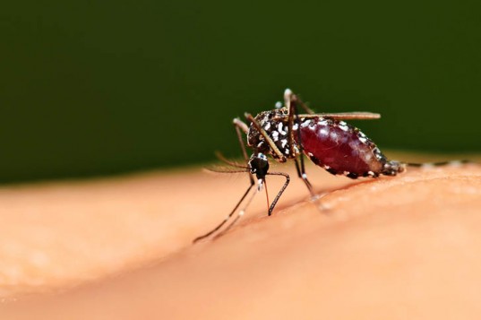 mosquito-biting-skin-537x357