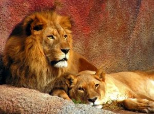lions-resting_2756260