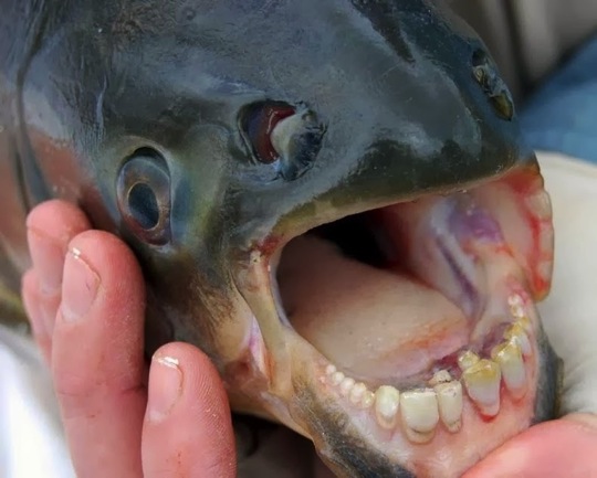 これはビックリ 人間の歯を持つ魚 Pacu パクー が南米アマゾン川で発見される トジョウエンジン