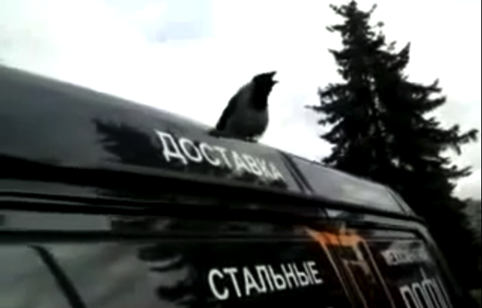 Russian crow voice