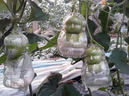 3034416-slide-s-3-are-these-baby-shaped-pears-creepy-or-adorable
