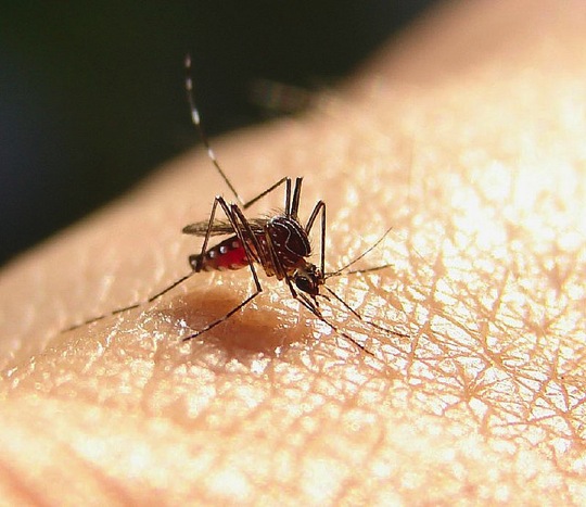 How to deal with dengue